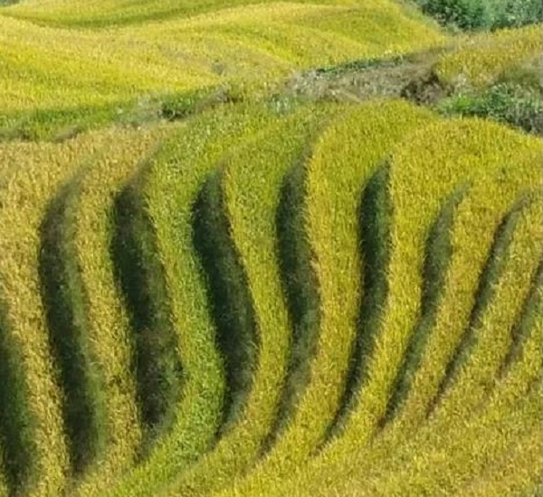 微信图片_20200807103605-3.jpg